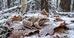 Essa rã passa o inverno sem respirar e com o coração parado, mas volta a saltar na primavera como se nada tivesse acontecido