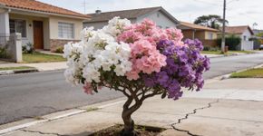 A árvore resistente que não quebra o piso e transforma qualquer calçada num paraíso para beija-flores com flores que mudam de cor