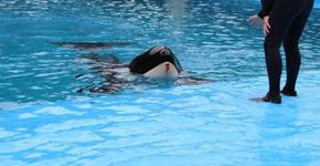 Denúncia: orcas do Seaworld agridem umas às outras por estresse
