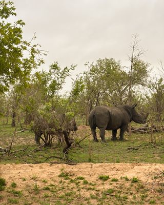 Raros rinocerontes na savana sul-africana