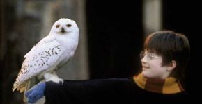 Harry Potter impulsiona tráfico de corujas e ameaça a espécie
