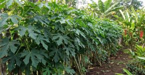 A planta cresce ao longo da cerca, doce como açúcar, plantada uma única vez e colhida para venda durante todo o ano, tornando-se uma especialidade com um sabor peculiar que é muito popular