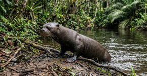 A Argentina alcançou o impensável após 110 anos, e o “retorno” desse mamífero ao Chaco já está mudando o ecossistema desde o primeiro dia