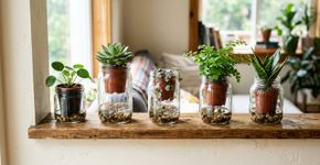 Se você tem potes de vidro vazios, eles podem render uma solução bonita para as plantas