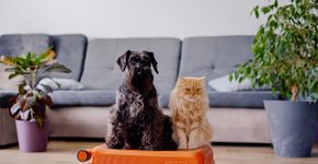 Foto: (Lavju/iStock)