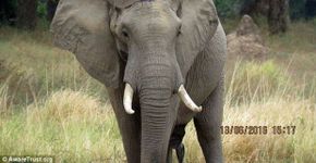 Elefante baleado caminha até veterinários em busca de socorro