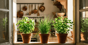 Três plantas aromáticas que precisam de poucos cuidados e são perfeitas para cultivar na janela da cozinha