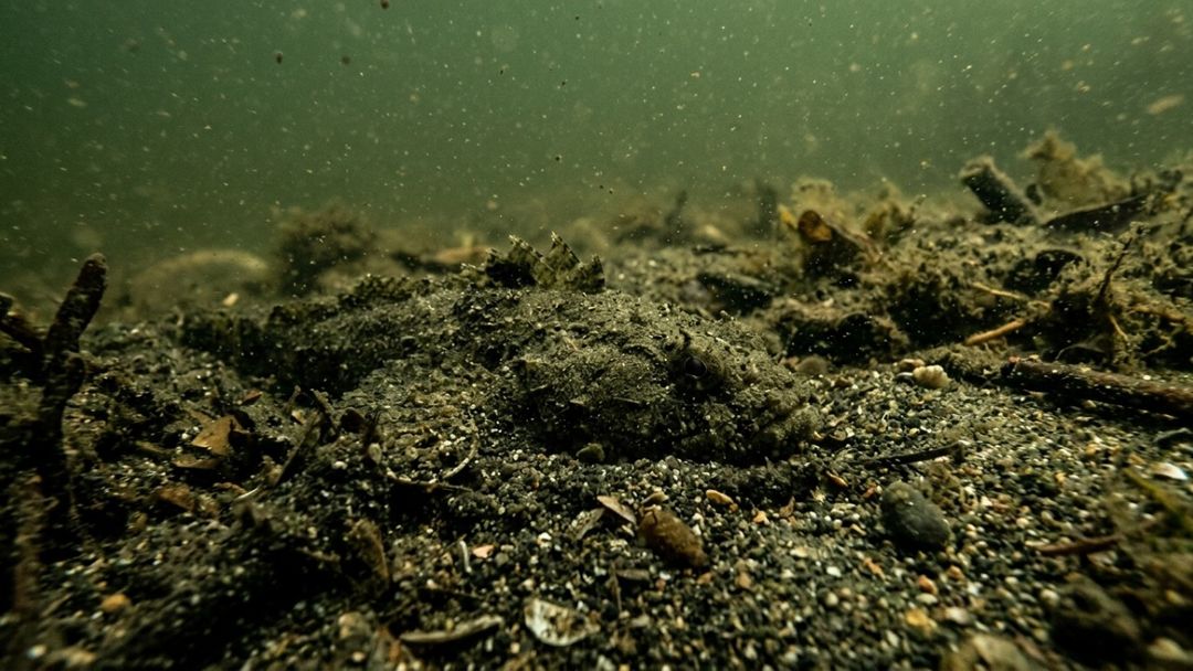 Seus espinhos venenosos oferecem risco a pescadores e banhistas desatentos.