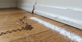 Como se livrar de formigas em casa usando um pouco de talco: um repelente caseiro eficaz