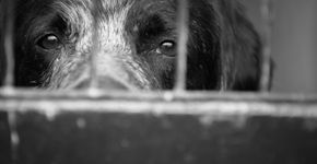 Foto: (Charly_Morlock/iStock)