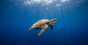 Um animal marinho pode atravessar milhares de quilômetros e retornar à mesma faixa de praia anos depois sem placas, mapas ou GPS