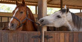 Tratador percebe que um cavalo começa a aparecer com o cabresto solto todas as manhãs, troca a fivela e muda o animal de baia, mas descobre que o cavalo ao lado puxava a correia repetidamente por cima da divisória