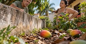 Mangas da árvore do vizinho caem todos os dias no quintal ao lado, dono aparece para buscá las e descobre que a lei não trata os frutos caídos como ele imaginava