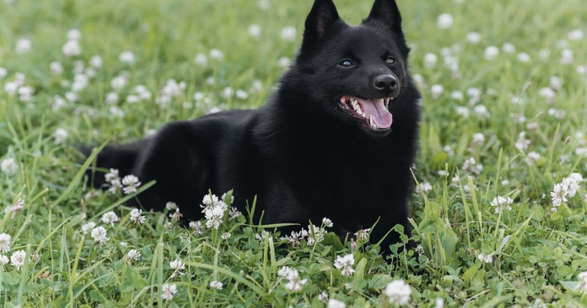 Schipperke: conheça as características do cachorro dessa raça