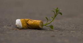 Cigarro que vira planta