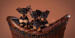 Vai adotar um pinscher? Veja 20 nomes inspirados em filmes e séries