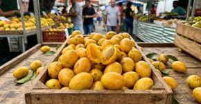 Pouco conhecida, fruta brasileira parece caju pequeno, tem sabor que lembra manga