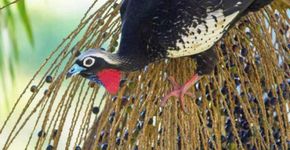 Jacutinga volta à Mata Atlântica graças a biólogos brasileiros