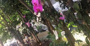 Foto: (Divulgação/Hospital Sírio-Libanês)
