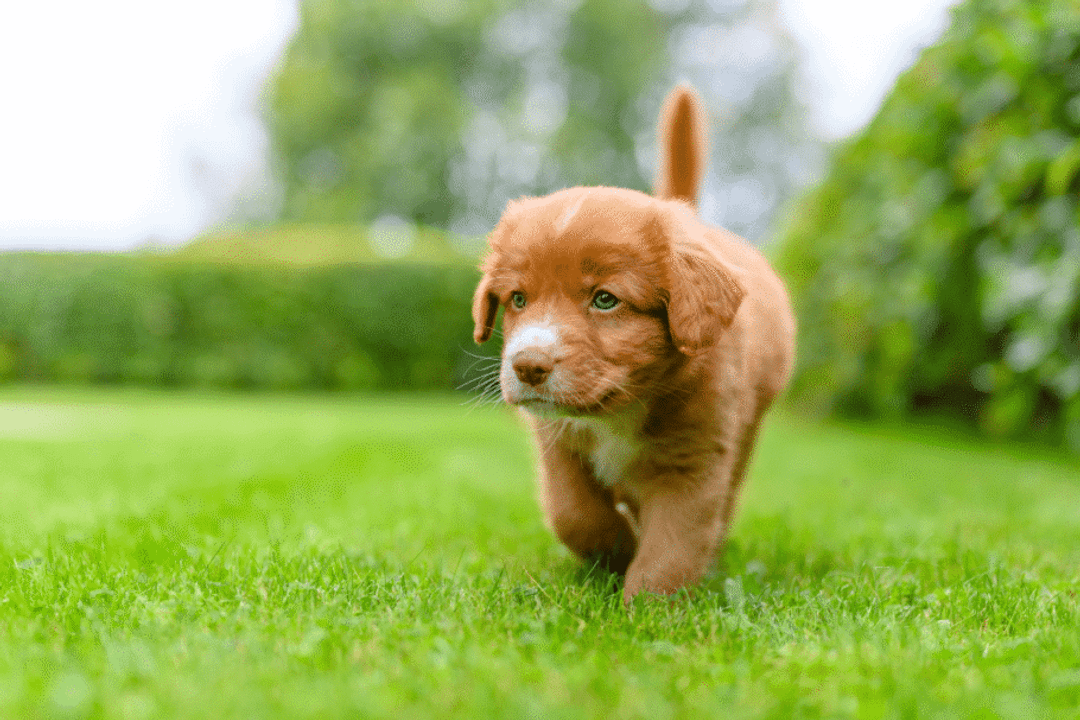 O nome “Adão” pode ser uma escolha interessante para o primeiro cachorro da família (Imagem: indukas | Shutterstock)