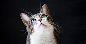 Foto: (Ciana Imagens/istock)