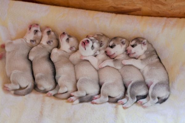 Fotógrafa registra cães da raça husky siberiano