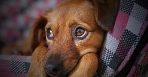 Cão é encontrado morto em aeroporto durante escala de avião