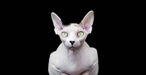 Fotógrafa registra a beleza dos gatos Sphynx