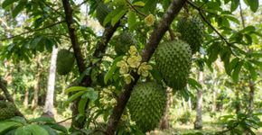 A graviola pode ter flores e frutos no mesmo período: o comportamento que chama atenção no cultivo
