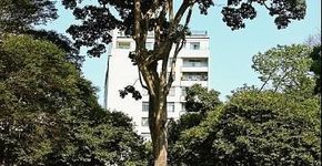 Árvores centenárias de São Paulo recebem homenagem