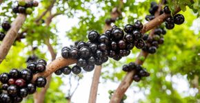 Jabuticaba: 7 benefícios da fruta para a saúde e como cultivá-la