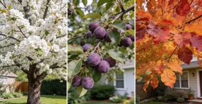 A árvore que produz frutos doces e refrescantes e muda de cor diversas vezes durante o ano, criando um jardim lindo na sua casa