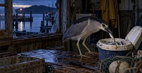 Pescador nota que as iscas desaparecem do balde antes das saídas de madrugada, troca o recipiente de lugar por quatro dias e descobre uma garça entrando no galpão sempre pela mesma janela quebrada perto do cais