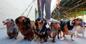 Evento petfriendly em SP reúne arte, gastronomia, música e bate-papo