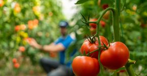 Foto: (iStock/ CagdasAygun)