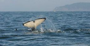 Orcas sofrem número recorde de abortos por causa da pesca