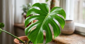 O que as pontas secas das folhas significam e o que sua planta está tentando avisar