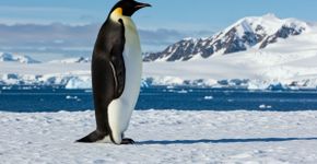 7 curiosidades interessantes sobre os pinguins