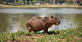Por que a capivara é considerada o bicho mais gente boa do planeta