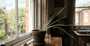 O que significa quando sua planta está com os caules longos e finos?
