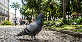 Foto: (Imagem gerada por IA)
