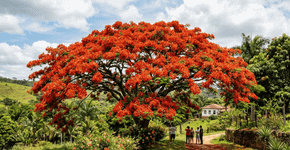A árvore-flamejante é uma das mais belas do mundo. Pode ser cultivada como uma planta de interior