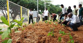 Indiano ensina como plantar uma floresta no espaço ocupado por 6 carros