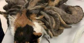 Gata resgatada coberta de ‘dreadlocks’ passa por transformação