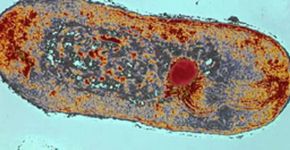 Cientistas descobrem bactéria que respira eletricidade