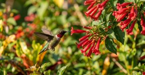 Como atrair beija-flores e outros pássaros? 3 passos simples que você pode seguir em casa