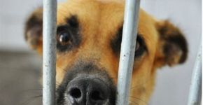 Feira de adoção reúne cães, gatos e até cavalos
