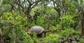 Em Galápagos, cabras foram usadas como rastreadoras para ajudar a eliminar mais de 140.000 animais invasores, anos depois, a vegetação e as aves começaram a se recuperar em três ilhas que estavam devastadas