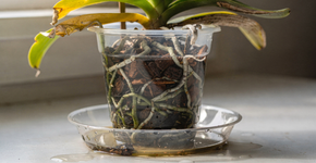 O que significa quando a folha da orquídea na sala começa a ficar amarela e mole logo depois que você rega a planta