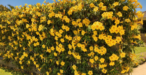 5 motivos para plantar alamanda e transformar sua cerca em um muro amarelo florido